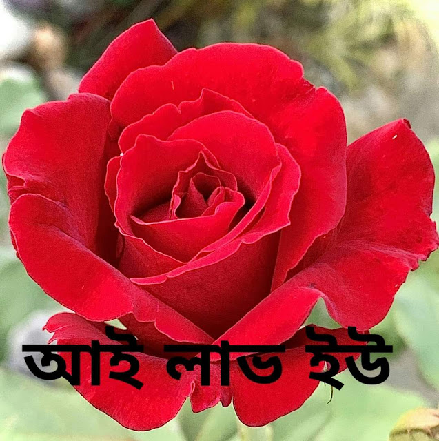 Tags: I Love You Picture Bangla, আই লাভ ইউ পিক, আই লাভ ইউ পিকচার