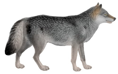 Canis  Lupus  Pambasileus
