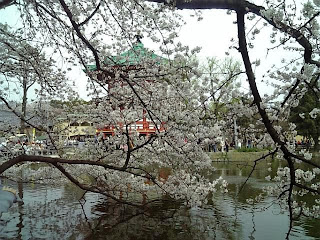 shinobazu bentendo and cherry blossom