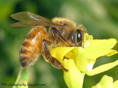 Honey Bee on Canola