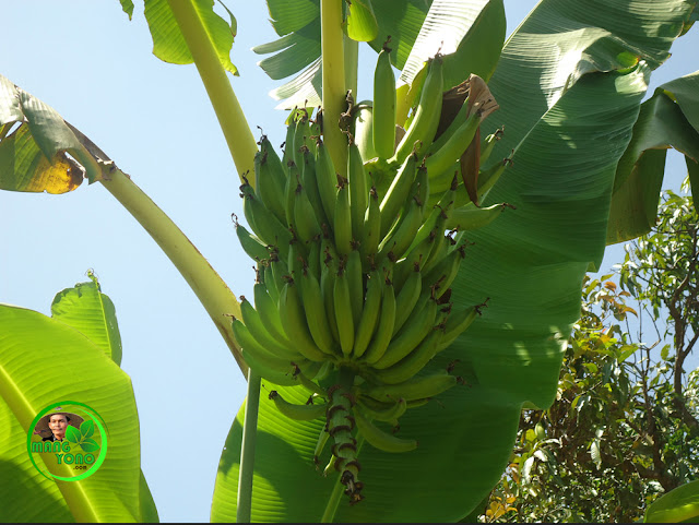 Kapan buah pisang dipanen dan bagaimana cara panen Pisang