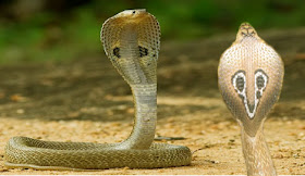 Indian cobra snake