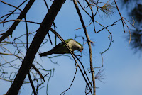 cotorra argentina