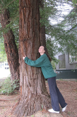 Arcata California Moon Trees