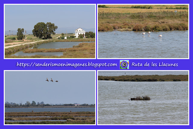 Delta de l'Ebre (Ruta de les Llacunes)