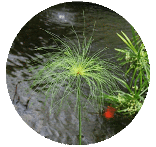 Papyrus plant (Cyperus papyrus) photo by Dave Pape