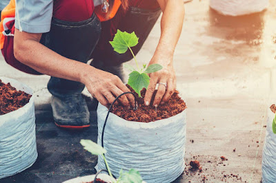 Coco Peat Powder for All Seeds and Plants