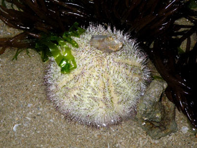 Salmacis Sea Urchin (Salmacis sp.)