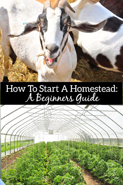 Beginners Guide To Homesteading