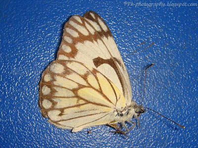 Pioneer White Butterfly