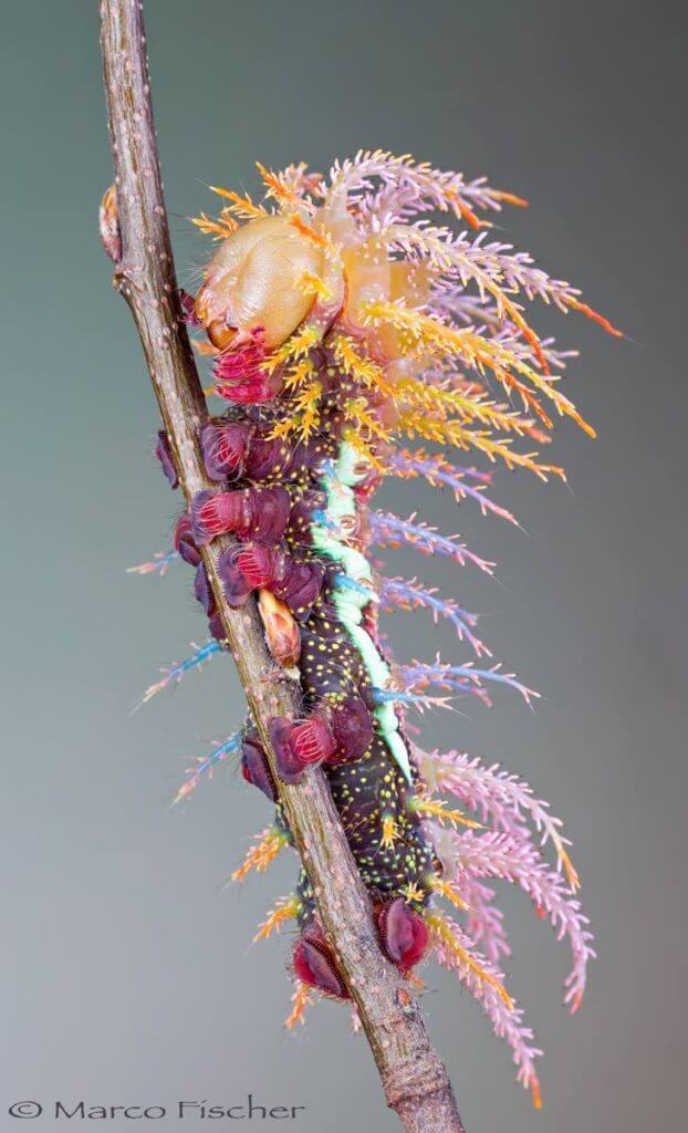 12 Mysterious But Beautiful Creatures You've Probably Never Seen - SATURNIID MOTH CATERPILLAR