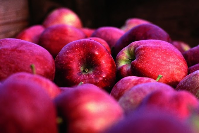 Alla scoperta delle mele Red Delicious Bio Val Venosta