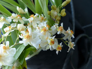 Oncidium Twinkle 'Fragrance Fantasy'