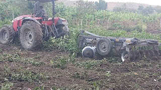 Agricultores de Fondo Negro eliminan siembra de berengena  por precios bajos en el pais.