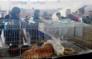 14 Ras Kelinci Ikut Dalam Magetan Rabbit Contest