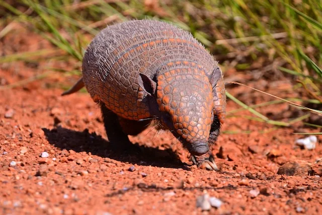 a picture of a armadillo