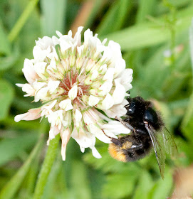 Red-tailed bumblebee, Bombus lapidarius, feeding on white clover, Trifolium repens. Bumblebee walk in Jubilee Country Park, led by Jenny Price.  19 June 2011.