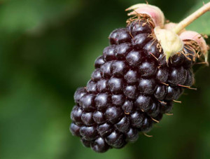 التوت الأسود البري Boysenberry