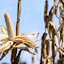 Kenya steps up measures to ensure safety of maize imports