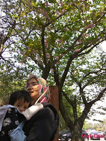 Dalmaji-gil road Tempat menarik di Busan Korea Interesting Place cherry blossom sakura