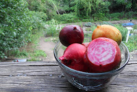 Beautiful bowl of different color beets