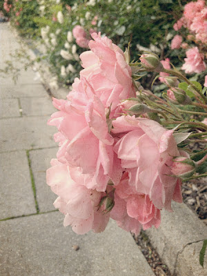 Kim Klassen's textures on pink roses 