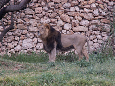 A Lion With A Huge Head And Mane