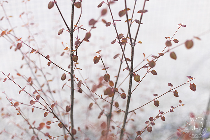 Oravankesäpesä siirtolapuutarha puutarha katsura Cercidiphyllum japonicum