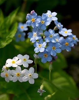 La légende du myosotis