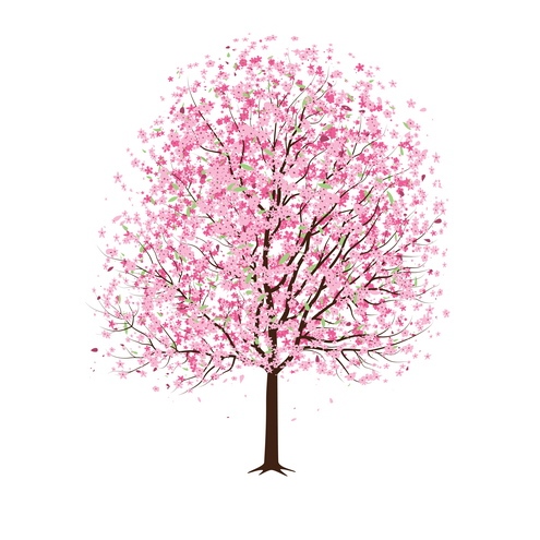 Cherry Tree Blossom Drawing