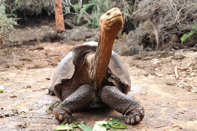 Diego the tortoise’s sex drive saved his species. Now, he’s retired to his natural habitat