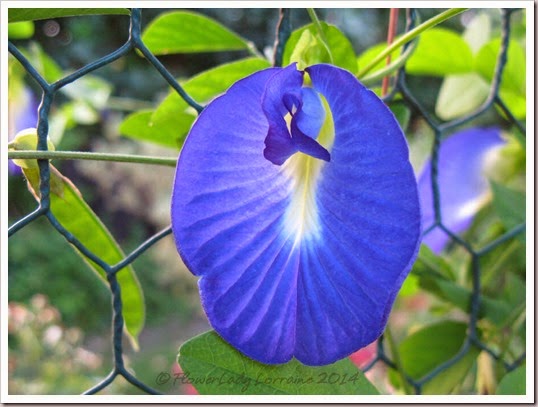 09-27-blue-pea-vine
