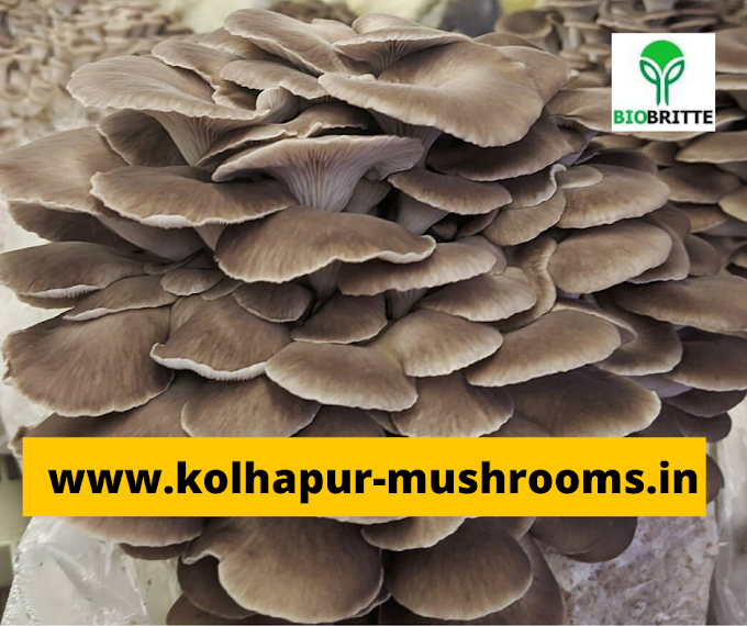 Grey oyster mushrooms edible | mushroom store | mushroom supply | edible mushrooms | organic mushrooms |