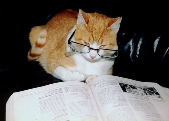 Amazing Funny Cats Wearing Glasses Seen On www.coolpicturegallery.us