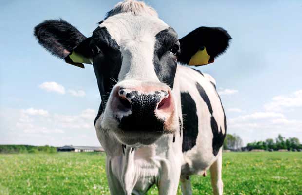 penyakit mulut dan kuku pada sapi