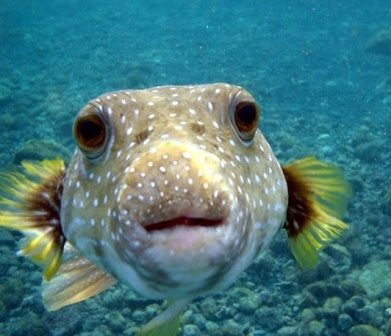 freshwater puffer fish. freshwater puffer fish.