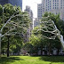 Big Shiny Trees in Madison Park