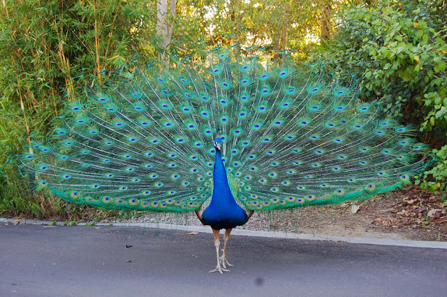 peacock ready to dance