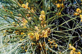 roble del desierto Acacia coriacea