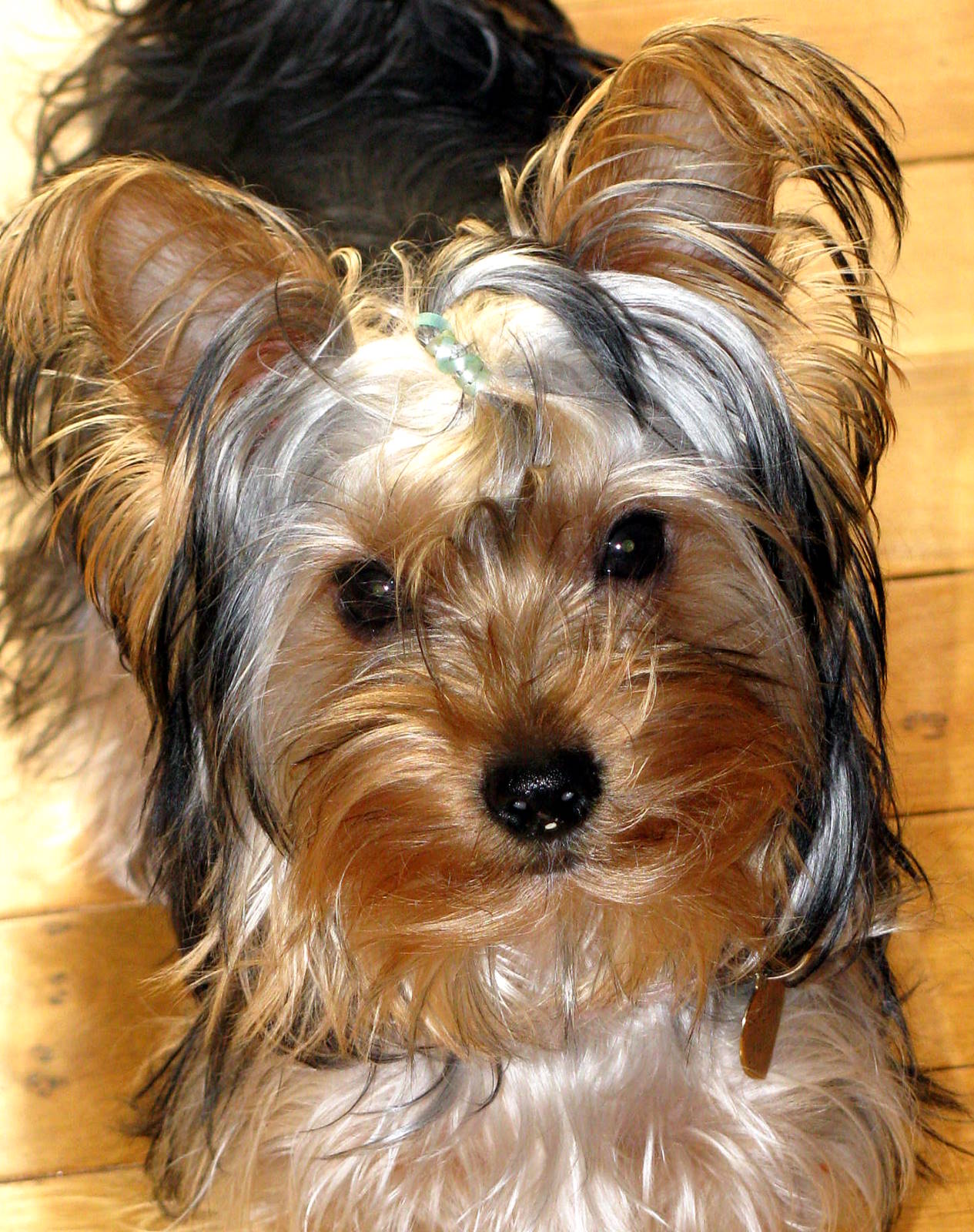 why do yorkies make great pets? pethelpful