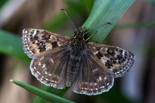 Erynnis tages the Dingy Skipper butterfly