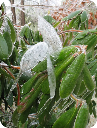 frozen rhododendron