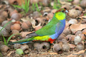 Red capped parrot