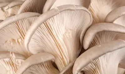 Best Mushroom for Pain Relief