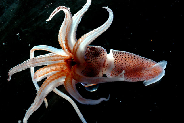 Real Monstrosities: Cock-eyed Squid