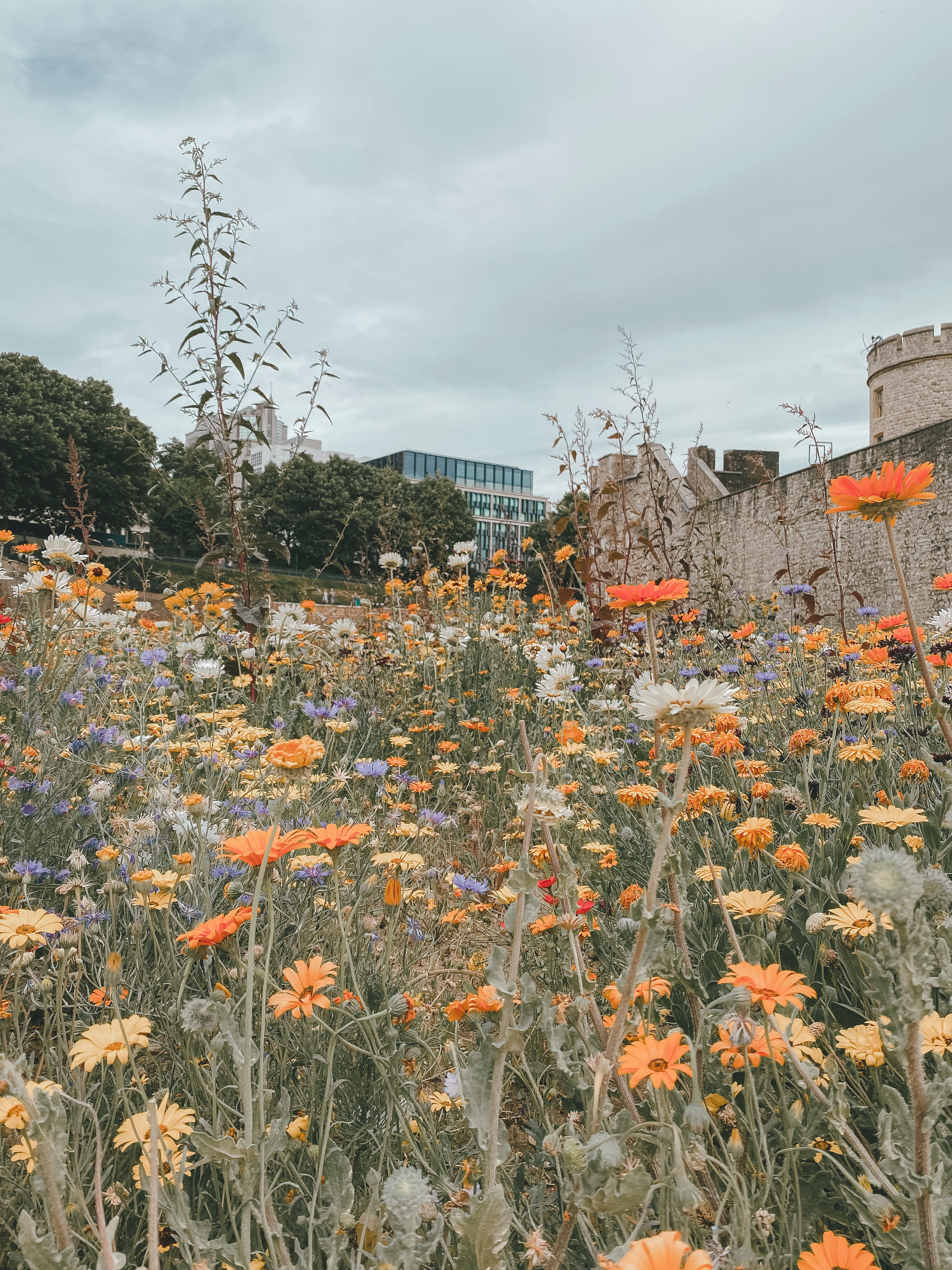 Superbloom at Tower of London