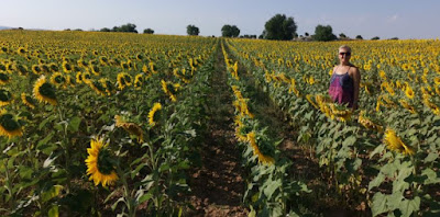 Campo de girasoles de la provincia de Cuenca.