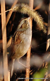 Swamp Sparrow Eating Grass Seeds