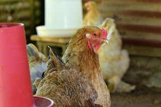 Brahma hen in Puriscal, Costa Rica