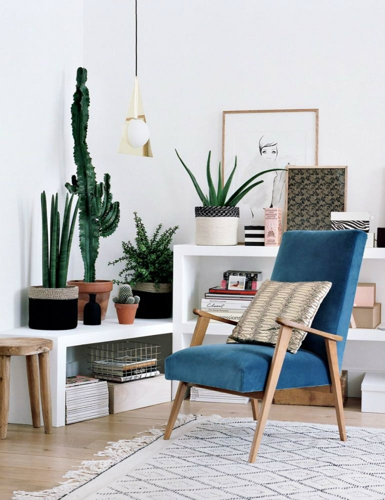 Decorar con cactus, las plantas con superpoderes_7